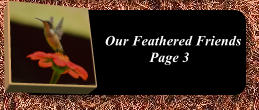 Our Feathered Friends Page 3