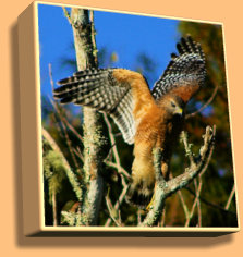 Red shouldered hawk